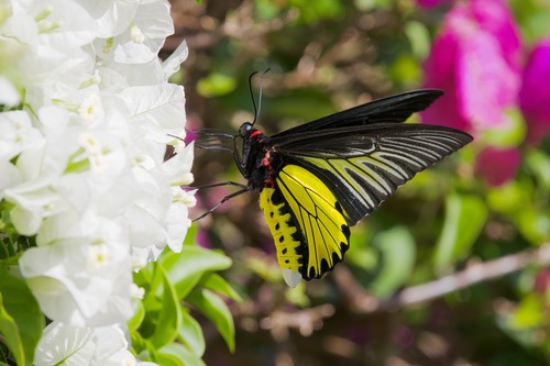 Golden Birdwing