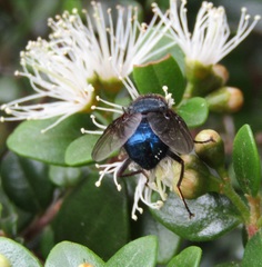 Tachineo clarkii