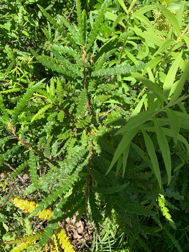 iNaturalist observation photo of sweetfern