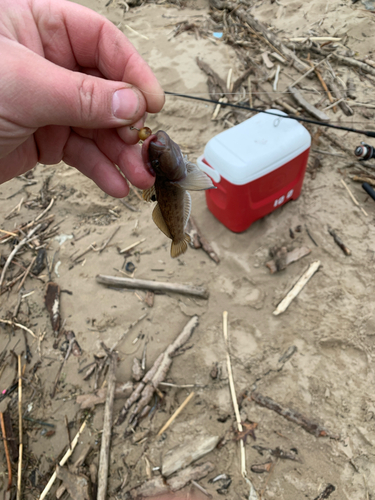 iNaturalist observation photo of Round Goby