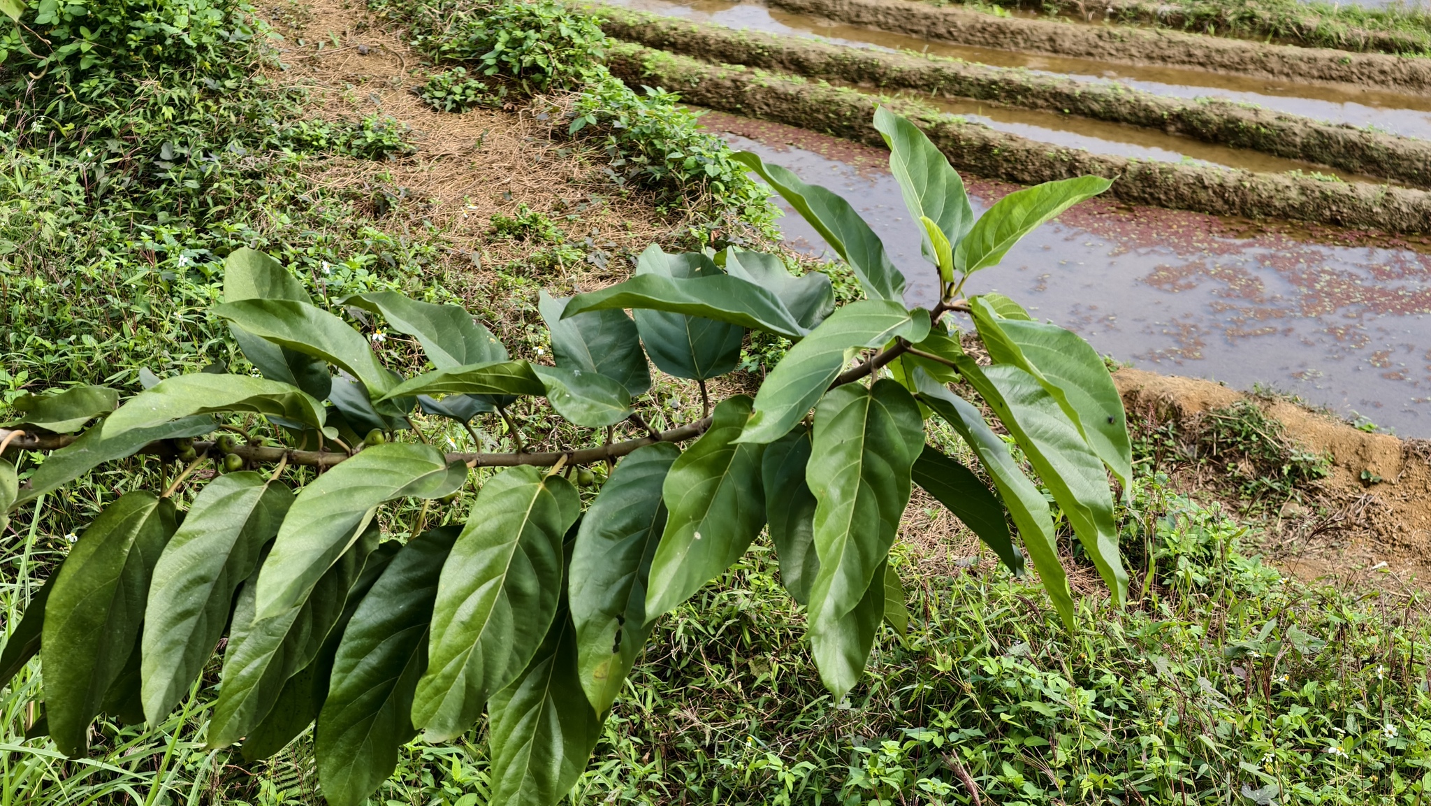 Ficus hispida (Ficus hispida)