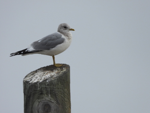 Short-billed Gull (Larus brachyrhynchus), photo 4