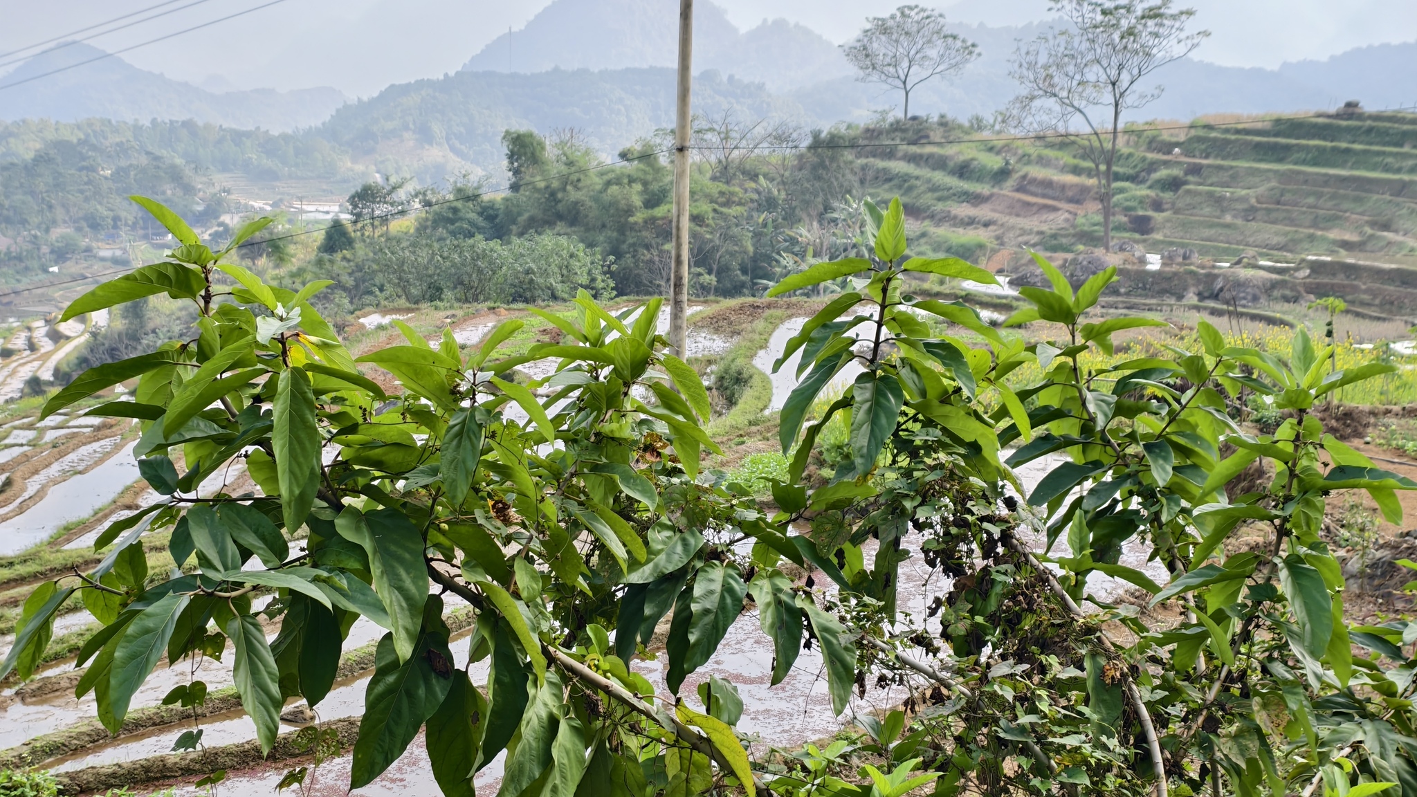 Ficus hispida — ảnh 2