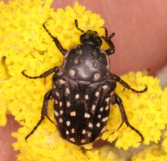 Oxythyrea testaceoguttata