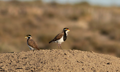 Vanellus tricolor