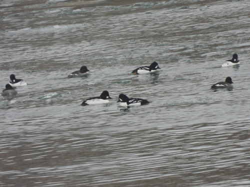 Barrow's Goldeneye (Bucephala islandica), photo 7