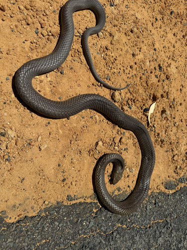 Eastern Brown Snake