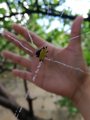 Gasteracantha cancriformis