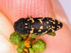 Acmaeodera
