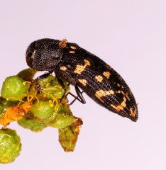 Acmaeodera