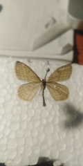 Scopula virgulata