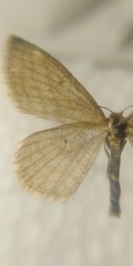 Scopula virgulata