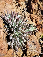 Dudleya attenuata