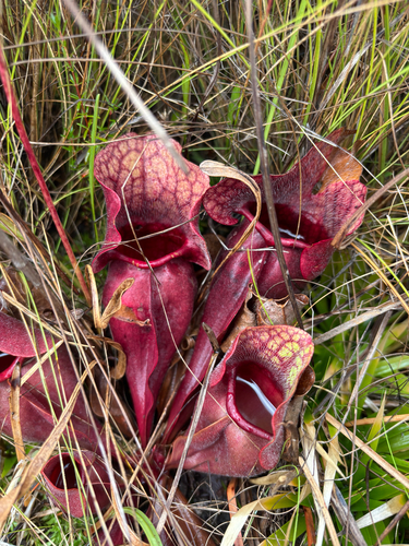 Sarracenia rosea