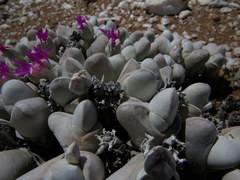 Gibbaeum pubescens