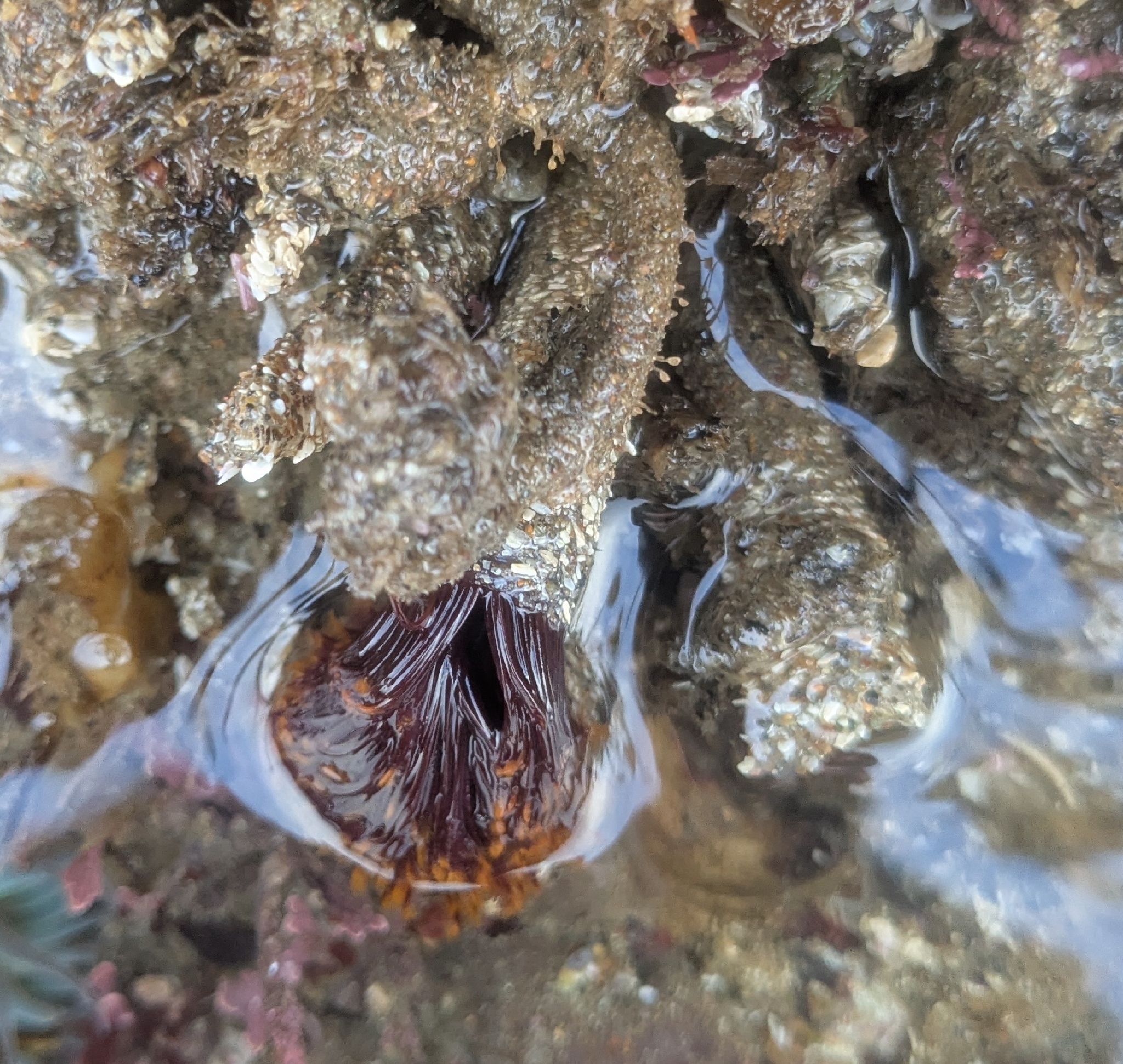 Eudistylia polymorpha (Johnson, 1901)