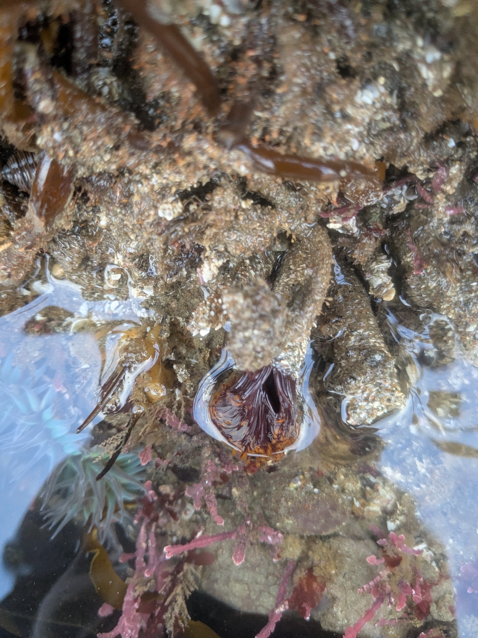 Eudistylia polymorpha (Johnson, 1901)