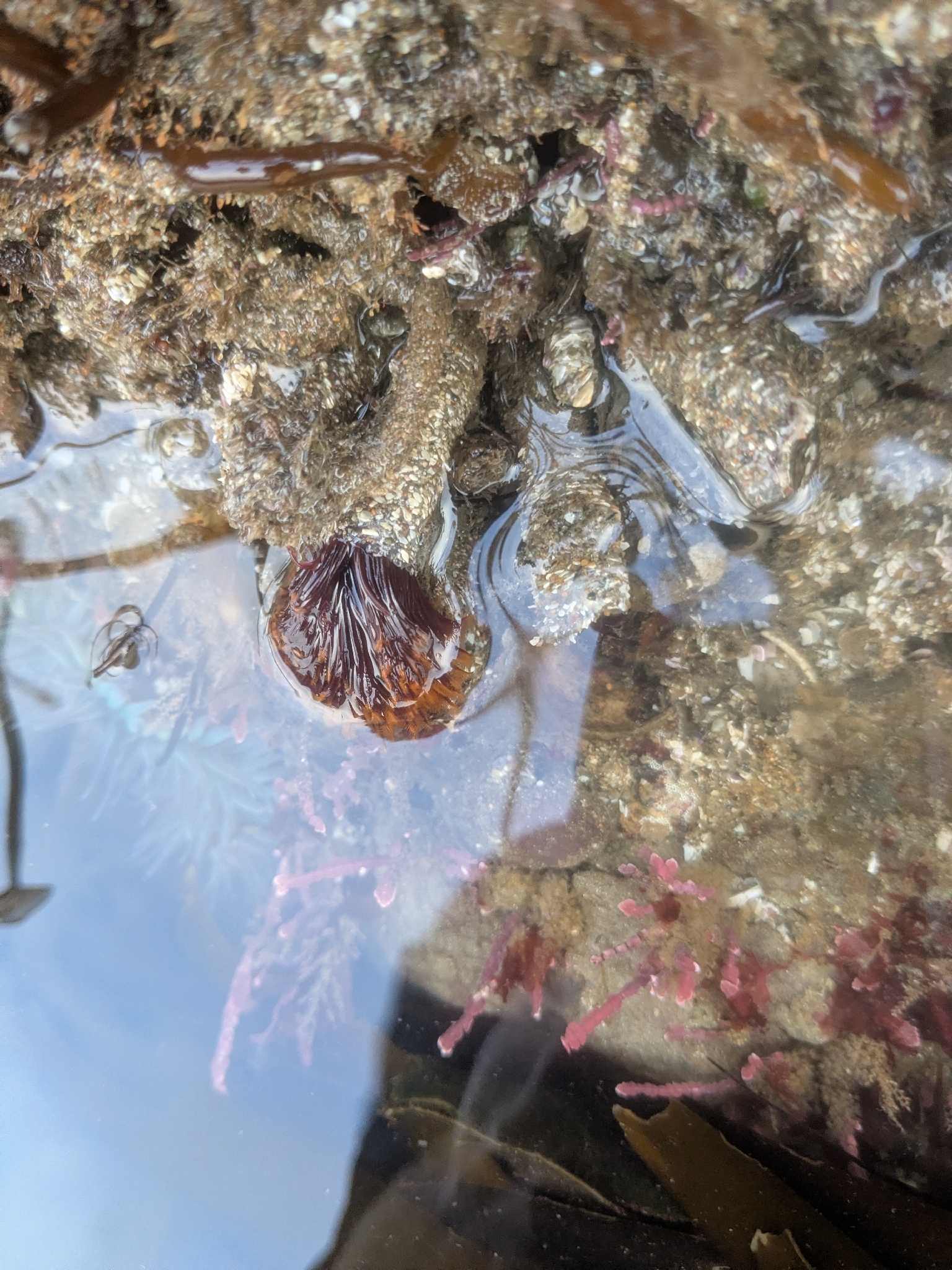 Eudistylia polymorpha (Johnson, 1901)