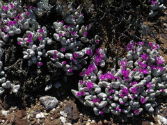 Gibbaeum pubescens
