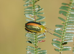 Calomela parilis