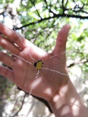 Gasteracantha cancriformis