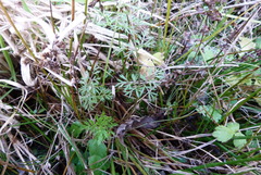 Chaerophyllum ramosum