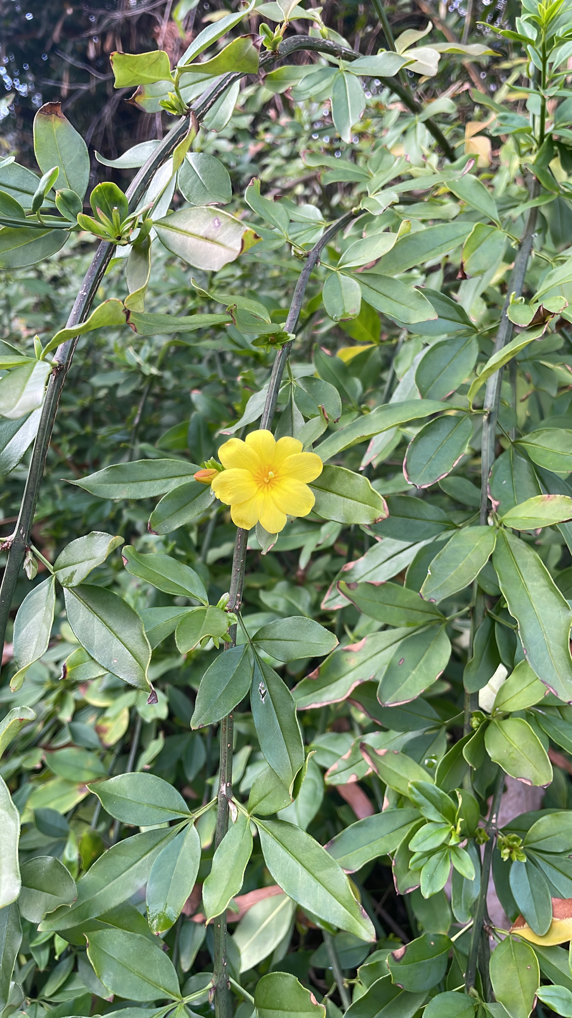 Primrose jasmine
