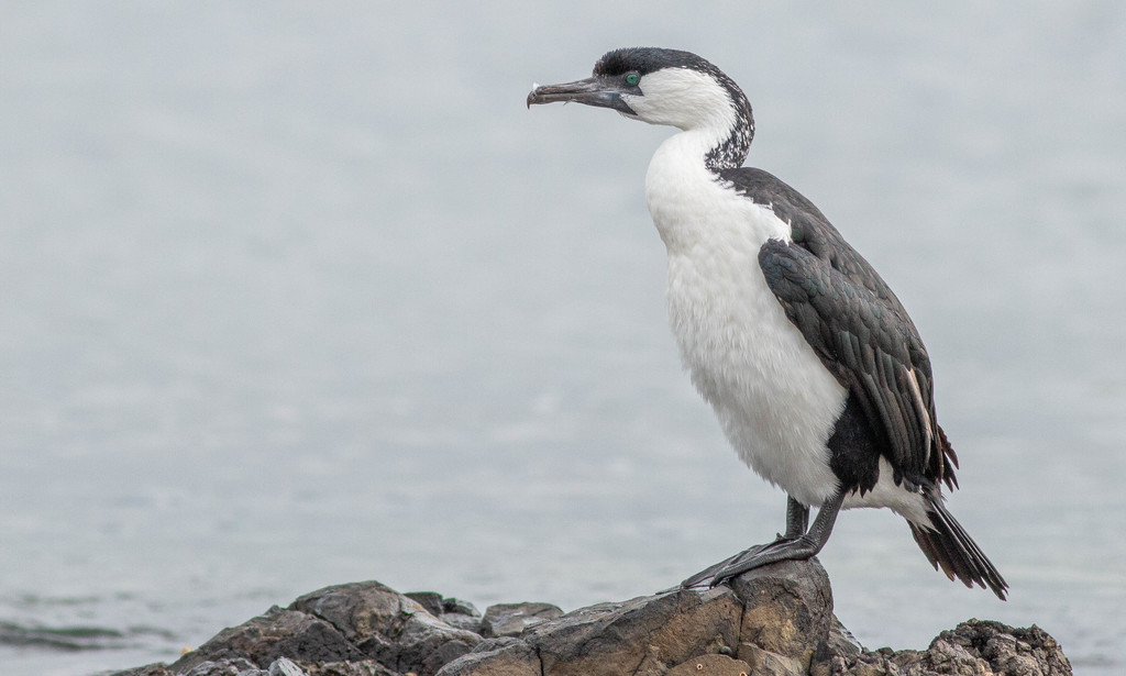 Black-faced Cormorant photo