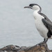 Black-faced Cormorant - Photo (c) Paul Fenwick, some rights reserved (CC BY-NC), uploaded by Paul Fenwick