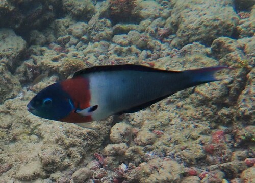 Saddle wrasse (Thalassoma duperrey) — Labridae — 3