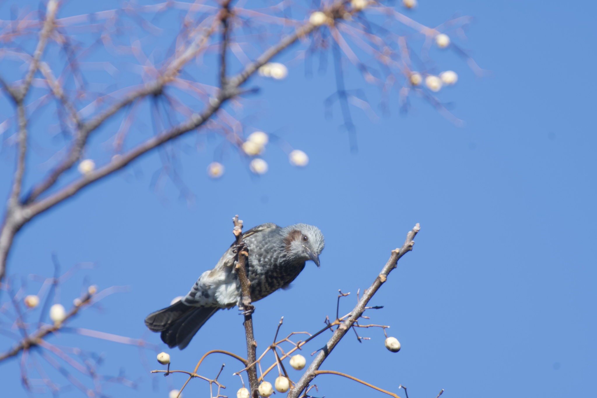 Brown-eared Bulbul (Hypsipetes amaurotis), photo 4