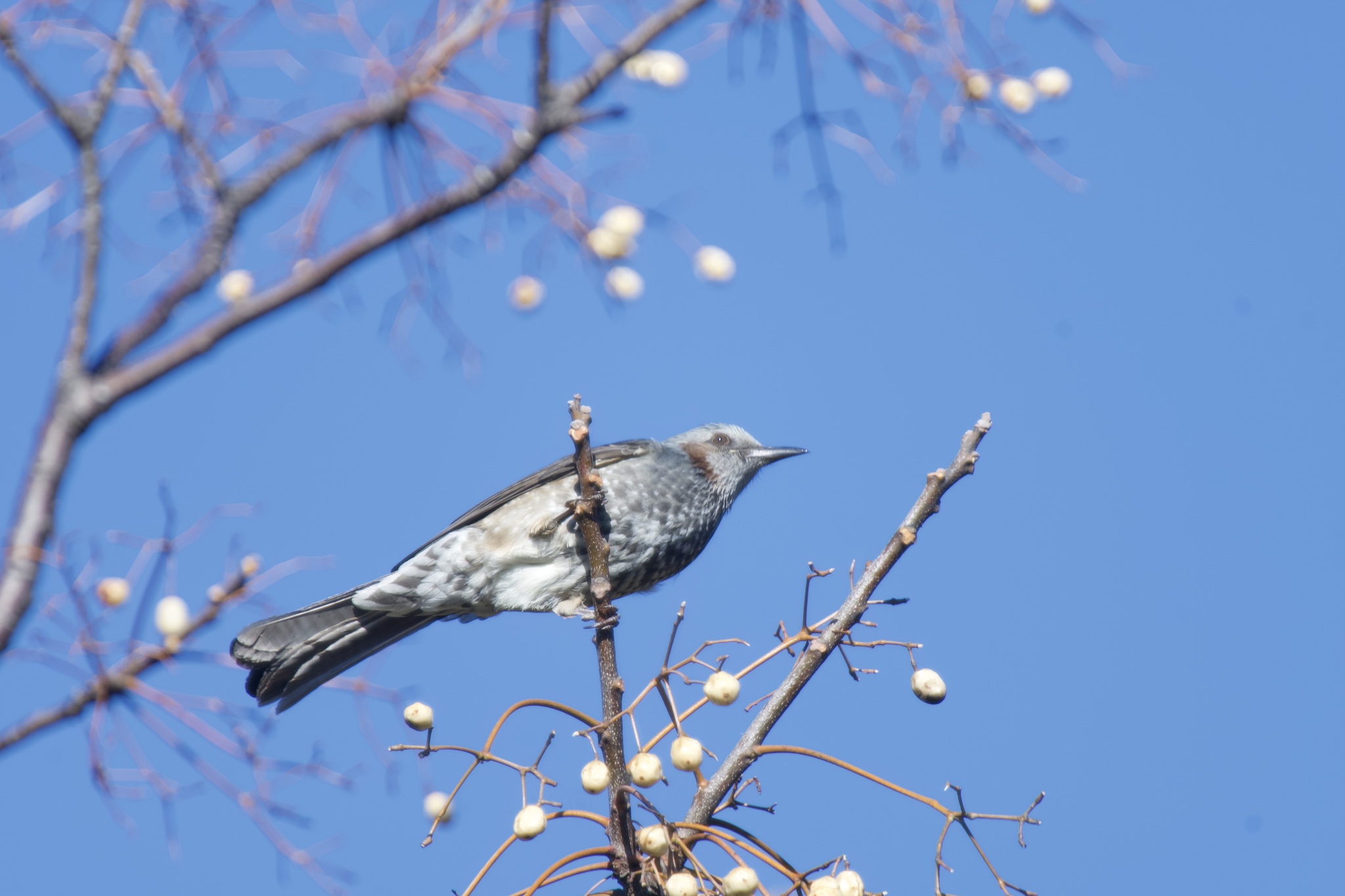 Brown-eared Bulbul (Hypsipetes amaurotis), photo 6