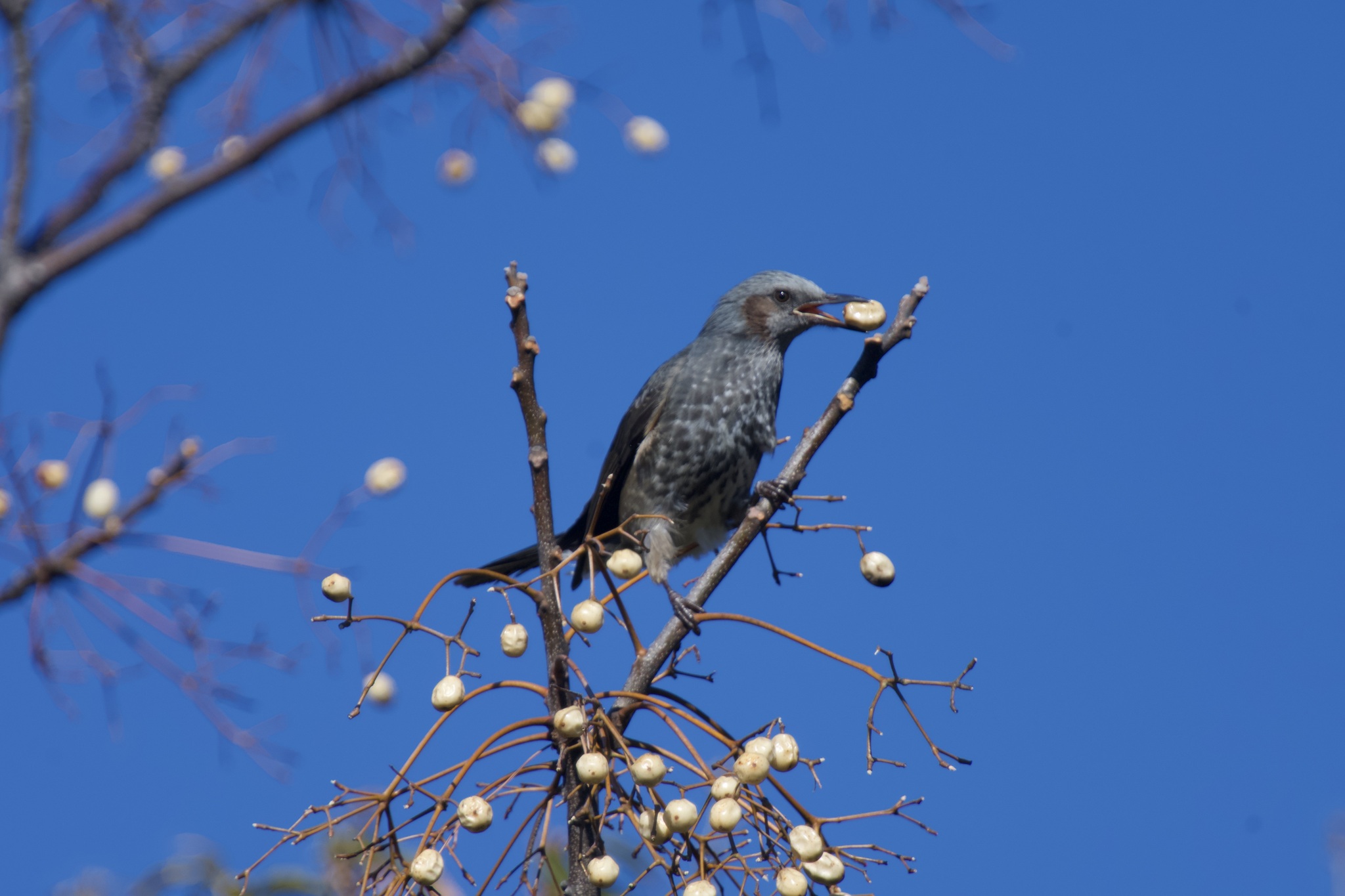 Brown-eared Bulbul (Hypsipetes amaurotis), photo 5
