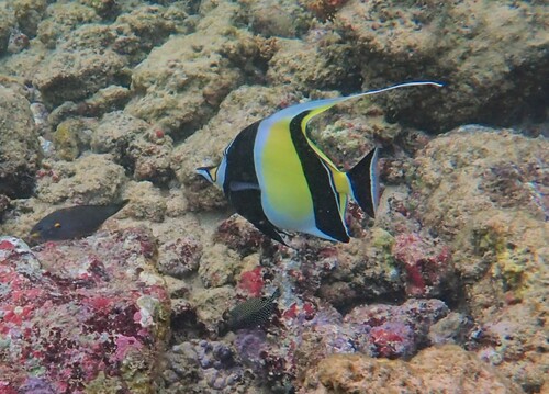 Moonish idol (Zanclus cornutus) — Zanclidae