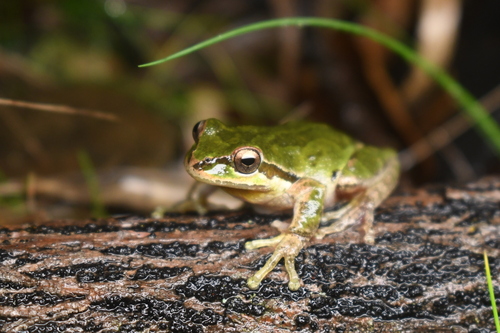 Pacific Tree Frog