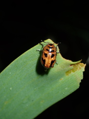 Calomela crassicornis