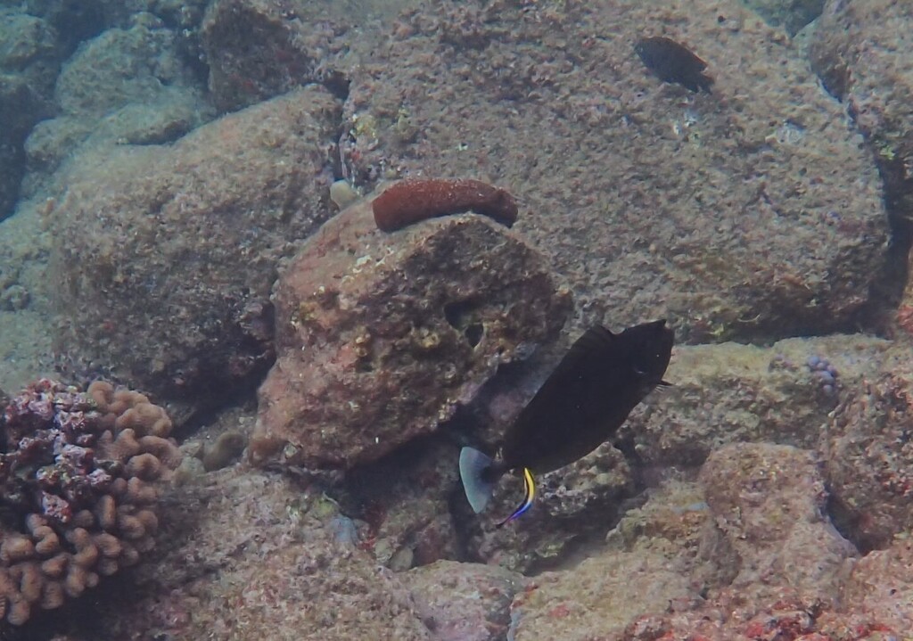 Kortsnuit-eenhoornvis (Naso brevirostris) — Acanthuridae