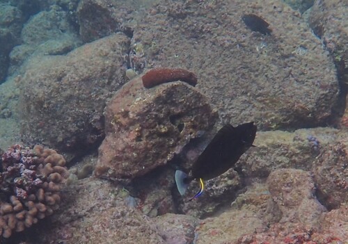 Brown unicornfish (Naso brevirostris) — Acanthuridae