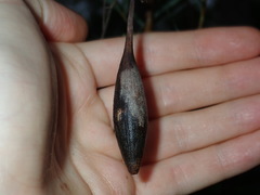 Apiomorpha pedunculata