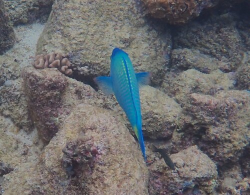 Batavian parrotfish (Scarus psittacus) — Scaridae
