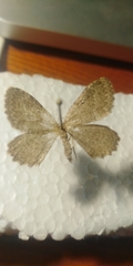 Philereme vetulata