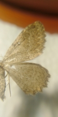 Philereme vetulata