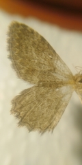 Philereme vetulata