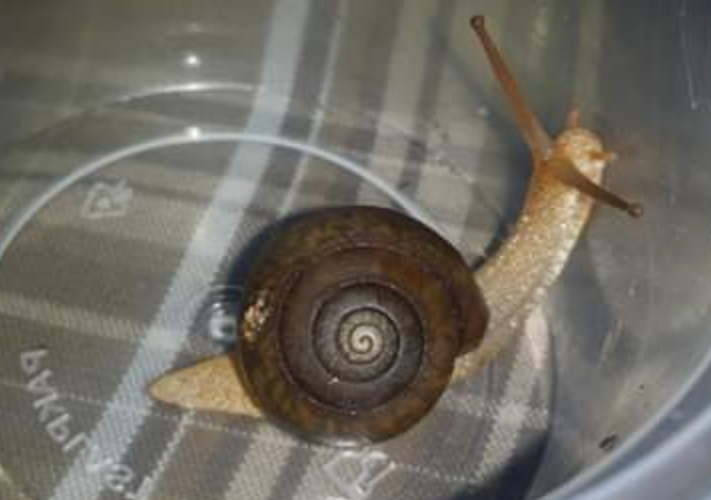 Galadistes