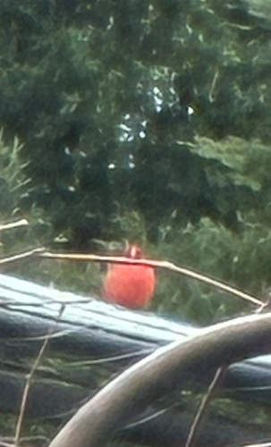 Northern Cardinal