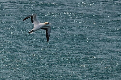 Australasian Gannet (Morus serrator), photo 4