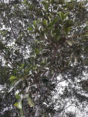 Ficus petiolaris palmeri