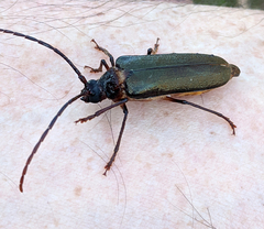 Enneaphyllus aeneipennis