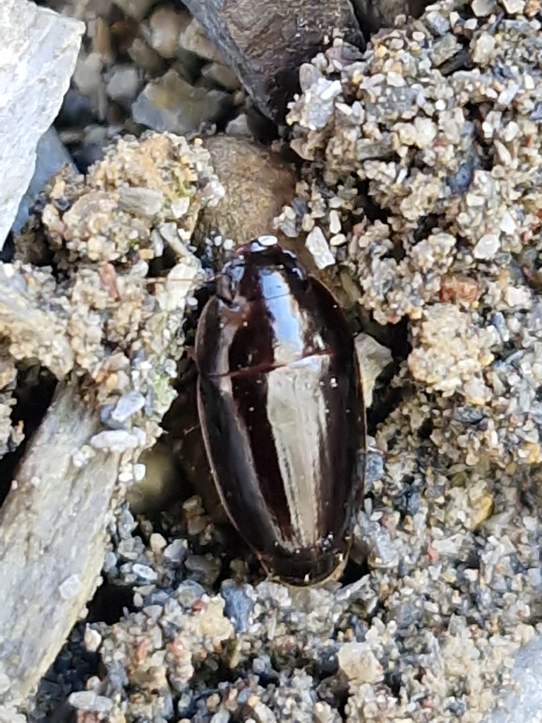Sphallomorpha fallax