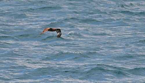 Swamp Harrier (Circus approximans), photo 3